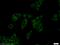 Dopamine Beta-Hydroxylase antibody, 10777-1-AP, Proteintech Group, Immunofluorescence image 