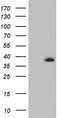 GATA Zinc Finger Domain Containing 1 antibody, CF804857, Origene, Western Blot image 