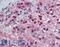 SURP And G-Patch Domain Containing 2 antibody, LS-B3094, Lifespan Biosciences, Immunohistochemistry frozen image 