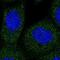 Ankyrin Repeat Domain 27 antibody, PA5-60111, Invitrogen Antibodies, Immunofluorescence image 