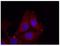 Growth Associated Protein 43 antibody, AP09476PU-N, Origene, Immunofluorescence image 
