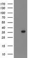 PIH1 Domain Containing 2 antibody, TA502362, Origene, Western Blot image 