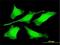 PR/SET Domain 4 antibody, H00011108-M01, Novus Biologicals, Immunofluorescence image 