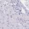 Keratin 4 antibody, HPA034881, Atlas Antibodies, Immunohistochemistry frozen image 