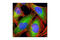 FAS antibody, 3180S, Cell Signaling Technology, Immunocytochemistry image 