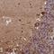 PC-Esterase Domain Containing 1A antibody, HPA050816, Atlas Antibodies, Immunohistochemistry frozen image 