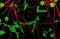 Internexin Neuronal Intermediate Filament Protein Alpha antibody, NBP1-05208, Novus Biologicals, Immunofluorescence image 