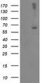 LIM Domain Kinase 1 antibody, TA503201, Origene, Western Blot image 