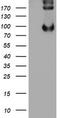 Prolyl 3-Hydroxylase 1 antibody, CF505091, Origene, Western Blot image 