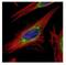 Leucine Rich Repeat Containing 59 antibody, NBP2-17172, Novus Biologicals, Immunocytochemistry image 