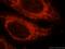 Mitochondrial Ribosomal Protein S28 antibody, 16457-1-AP, Proteintech Group, Immunofluorescence image 
