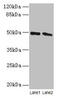 STAM-binding protein antibody, CSB-PA022794HA01HU, Cusabio, Western Blot image 
