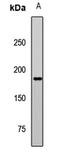 Protein LAP2 antibody, orb412797, Biorbyt, Western Blot image 