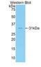 Coagulation factor V antibody, MBS2027391, MyBioSource, Western Blot image 