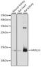 Mitochondrial Ribosomal Protein L51 antibody, A15838, ABclonal Technology, Western Blot image 