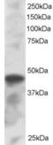 Interferon Regulatory Factor 8 antibody, orb18409, Biorbyt, Western Blot image 