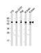 Dihydropyrimidinase Like 5 antibody, M08644-1, Boster Biological Technology, Western Blot image 