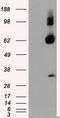 Atrial natriuretic peptide receptor 3 antibody, LS-C115011, Lifespan Biosciences, Western Blot image 