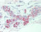 AE 2 antibody, TA317336, Origene, Immunohistochemistry frozen image 