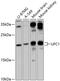 Ubiquitin-fold modifier-conjugating enzyme 1 antibody, 14-842, ProSci, Western Blot image 
