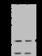 Cadherin 12 antibody, 200153-T32, Sino Biological, Western Blot image 