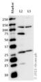 Achaete-scute homolog 1 antibody, ab74065, Abcam, Western Blot image 