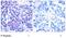 JunD Proto-Oncogene, AP-1 Transcription Factor Subunit antibody, GTX79026, GeneTex, Immunohistochemistry paraffin image 