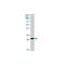 Cytochrome b-245 light chain antibody, IQ436, Immuquest, Western Blot image 