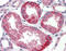 Surfeit 4 antibody, TA317378, Origene, Immunohistochemistry paraffin image 