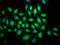 Mitogen-Activated Protein Kinase Kinase Kinase 9 antibody, LS-C674993, Lifespan Biosciences, Immunofluorescence image 