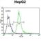 Speedy/RINGO Cell Cycle Regulator Family Member E1 antibody, abx026193, Abbexa, Western Blot image 