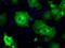 Phosphodiesterase 10A antibody, M02605-1, Boster Biological Technology, Immunofluorescence image 