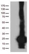 SCP2 Sterol Binding Domain Containing 1 antibody, LS-C793143, Lifespan Biosciences, Western Blot image 