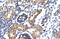 ETS Homologous Factor antibody, ARP31861_T100, Aviva Systems Biology, Immunohistochemistry paraffin image 
