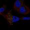 RFT1 Homolog antibody, HPA060327, Atlas Antibodies, Immunofluorescence image 