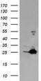 Fetal and adult testis-expressed transcript protein antibody, LS-C174205, Lifespan Biosciences, Western Blot image 