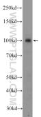 Zinc Finger CCCH-Type Containing, Antiviral 1 antibody, 16820-1-AP, Proteintech Group, Western Blot image 