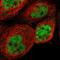 COP9 Signalosome Subunit 2 antibody, NBP1-90189, Novus Biologicals, Immunofluorescence image 