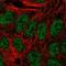 Annexin A8 antibody, HPA047451, Atlas Antibodies, Immunofluorescence image 