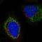 Protein Tyrosine Phosphatase Non-Receptor Type 5 antibody, HPA072091, Atlas Antibodies, Immunofluorescence image 