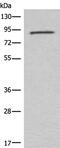 Complement C7 antibody, PA5-68370, Invitrogen Antibodies, Western Blot image 