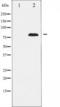 Proto-oncogene c-Rel antibody, TA325796, Origene, Western Blot image 