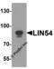 Lin-54 DREAM MuvB Core Complex Component antibody, 7933, ProSci, Western Blot image 