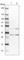 Family With Sequence Similarity 53 Member B antibody, HPA037752, Atlas Antibodies, Western Blot image 