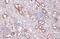 WNK1 antibody, GTX106197, GeneTex, Immunohistochemistry paraffin image 