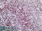 Integrin Subunit Alpha L antibody, OAEB01283, Aviva Systems Biology, Immunohistochemistry frozen image 