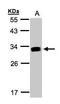 Gamma-interferon-inducible lysosomal thiol reductase antibody, TA307992, Origene, Western Blot image 