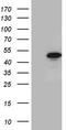 GA Binding Protein Transcription Factor Subunit Beta 1 antibody, TA811263S, Origene, Western Blot image 