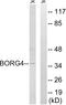 CDC42 Effector Protein 4 antibody, A30600, Boster Biological Technology, Western Blot image 