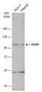 2-oxoglutarate dehydrogenase, mitochondrial antibody, NBP2-19622, Novus Biologicals, Western Blot image 